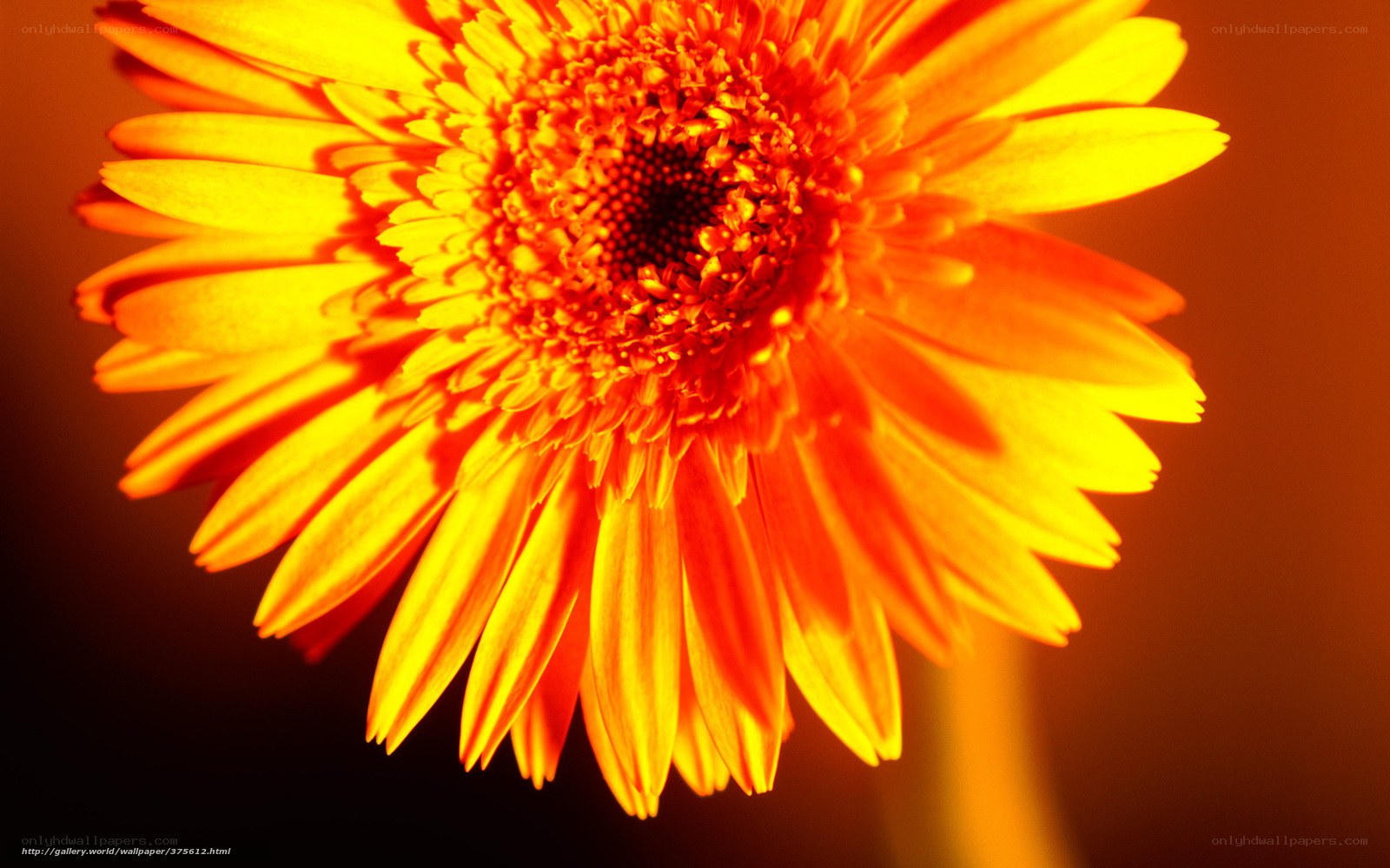 Vibrant orange gerbera daisy