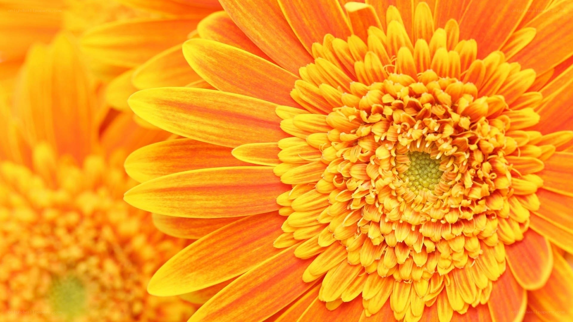 vibrant orange gerbera daisy