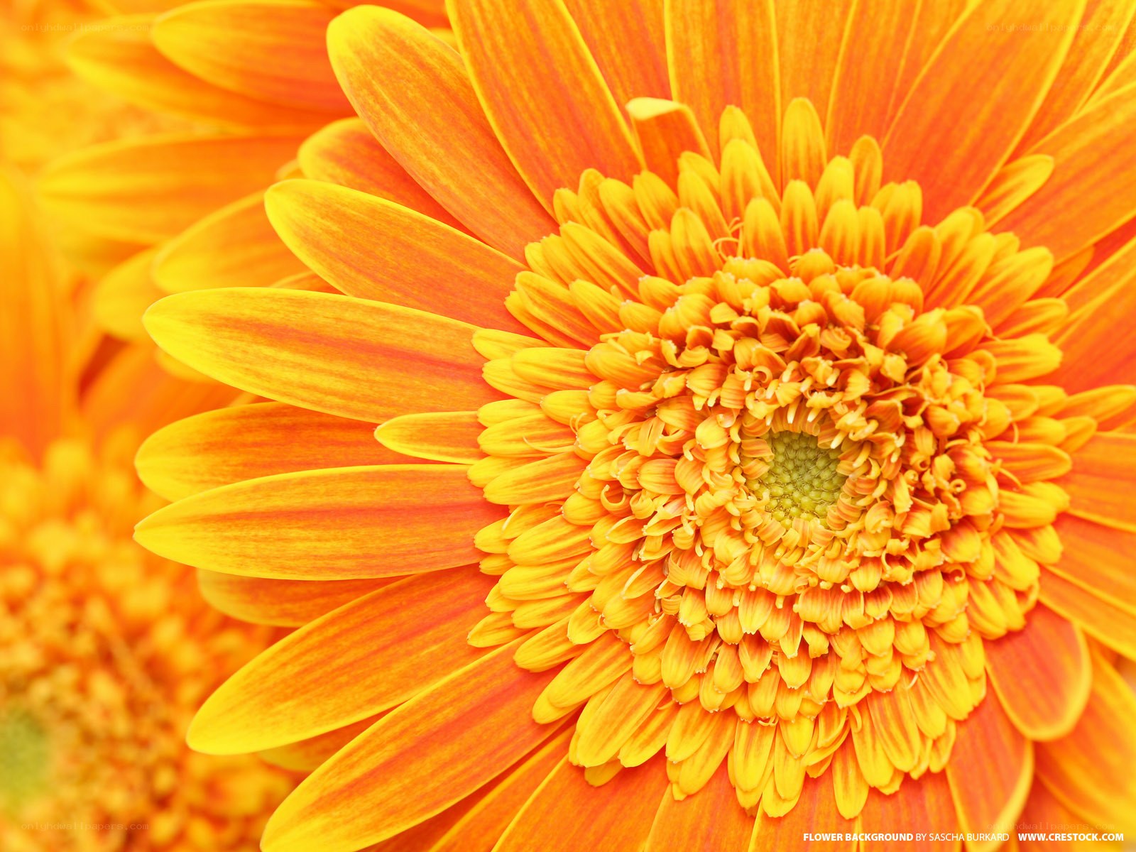 Vibrant orange gerbera daisy