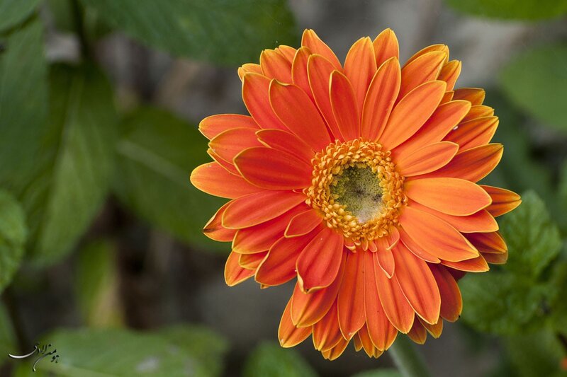 vibrant orange gerbera daisy