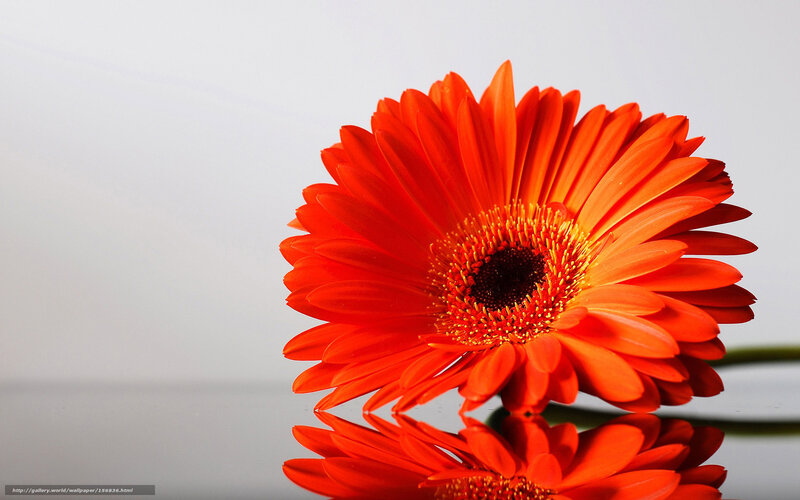 Vibrant orange gerbera daisy