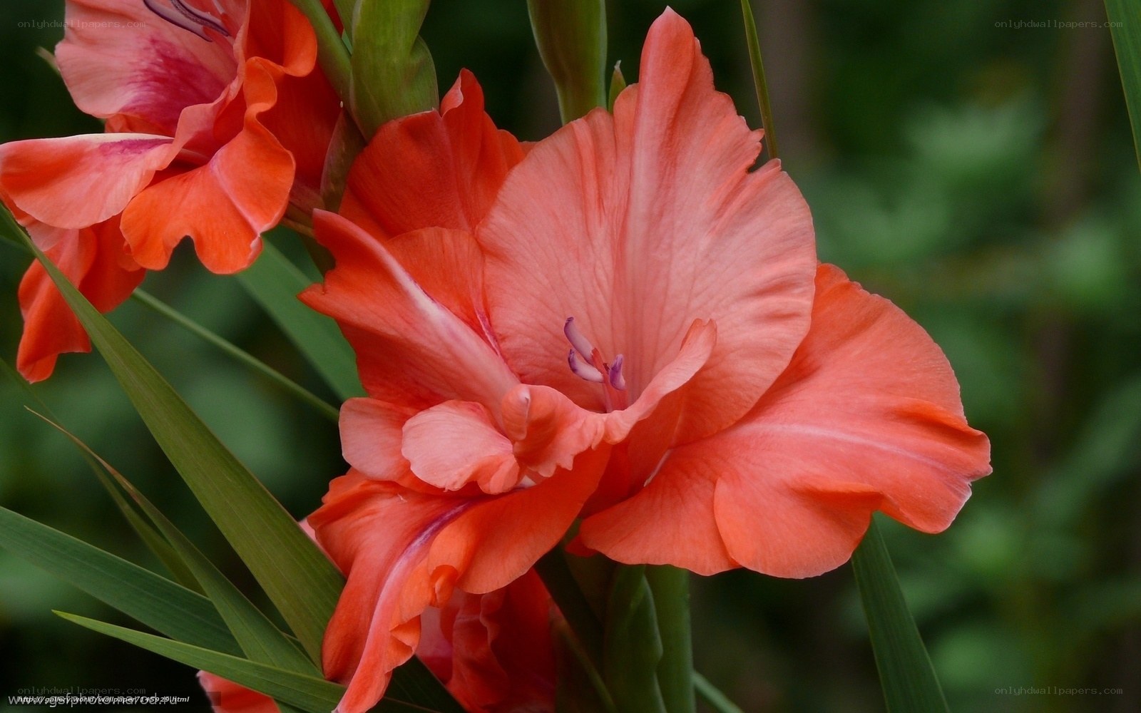 vibrant orange gladiolus flowers
