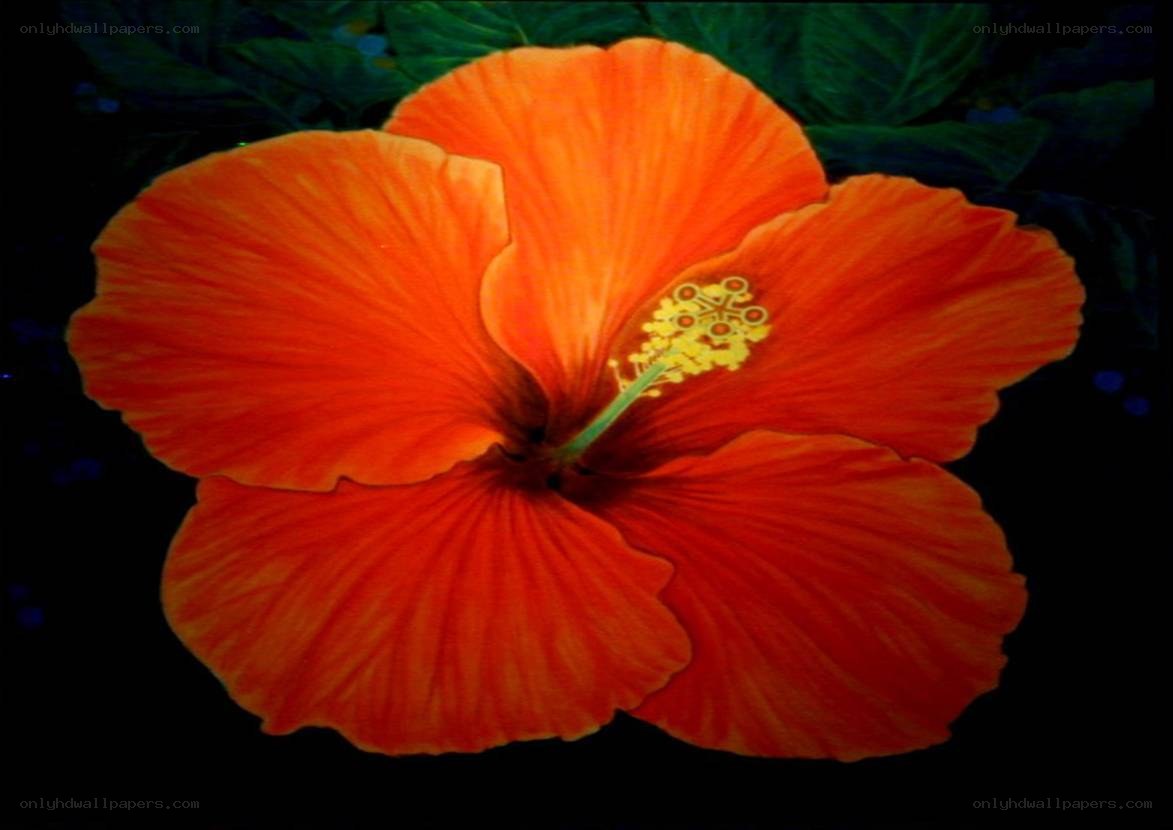 vibrant orange hibiscus flower