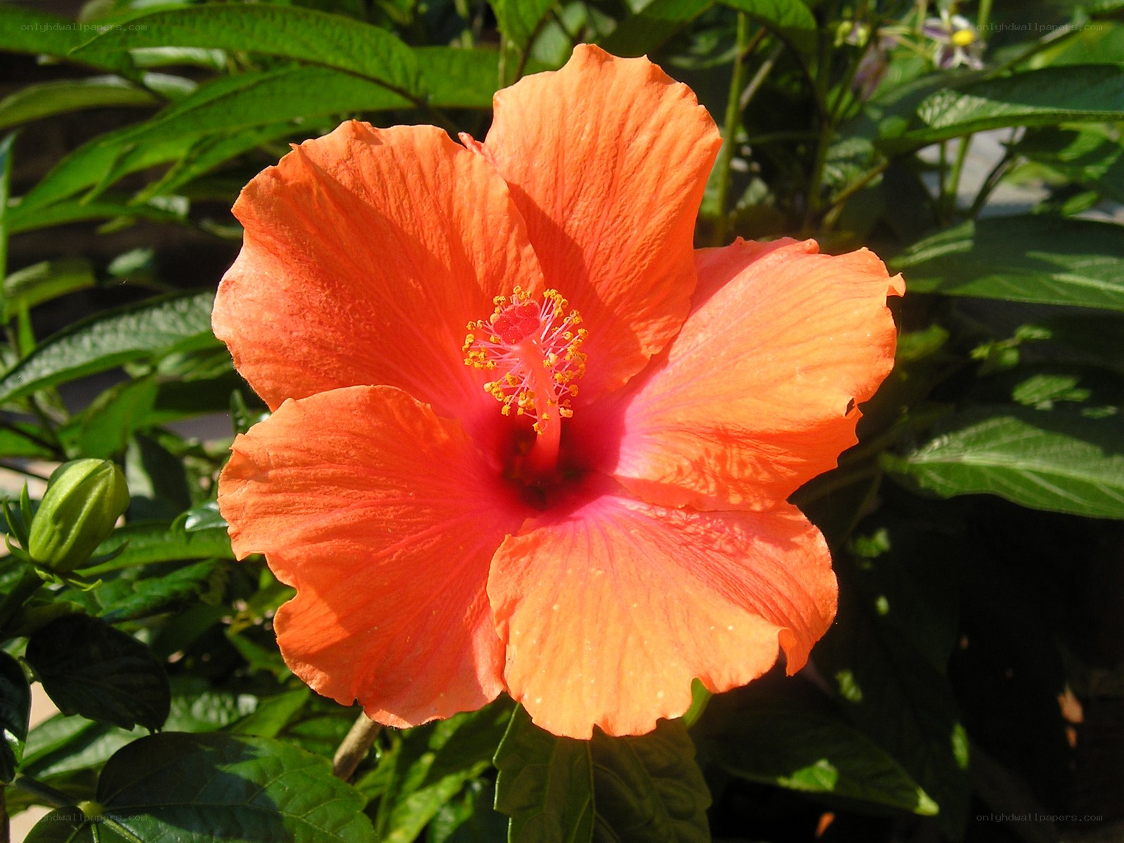 vibrant orange hibiscus flower