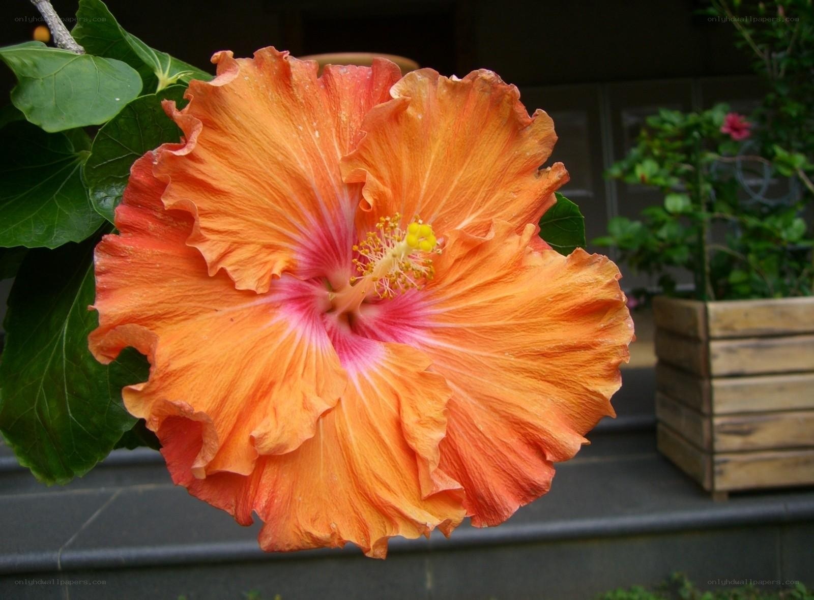 vibrant orange hibiscus flower