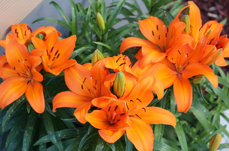 Vibrant orange lilies in bloom