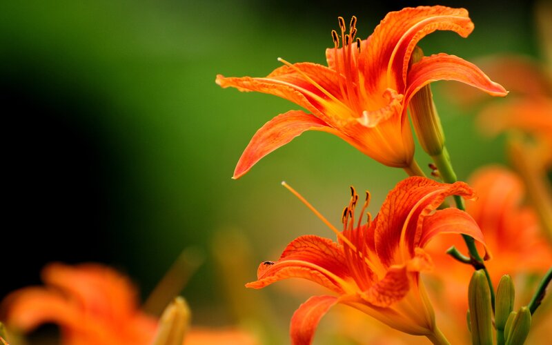 vibrant orange lilies in bloom
