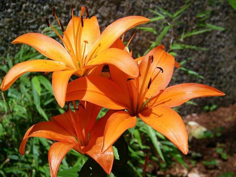 vibrant orange lilies in bloom