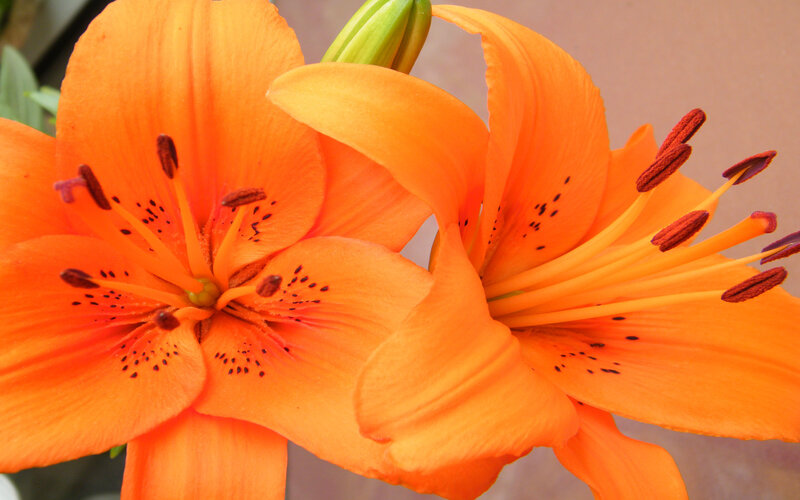 Vibrant orange lilies in bloom