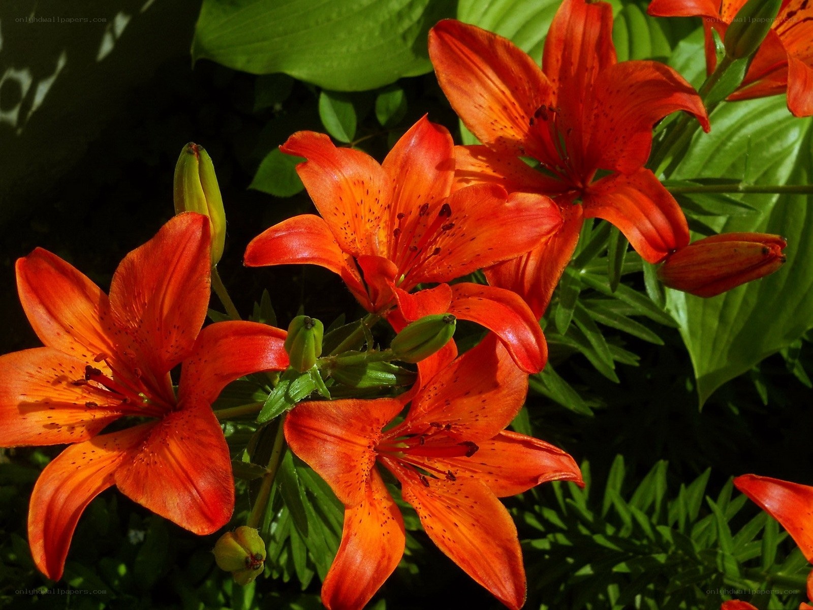 Vibrant orange lilies in bloom