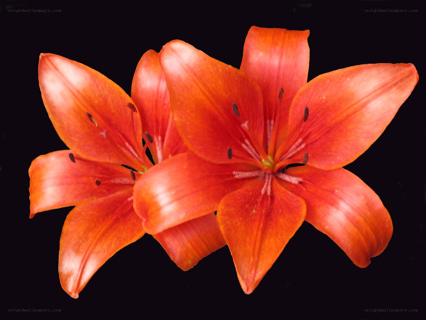 vibrant orange lilies