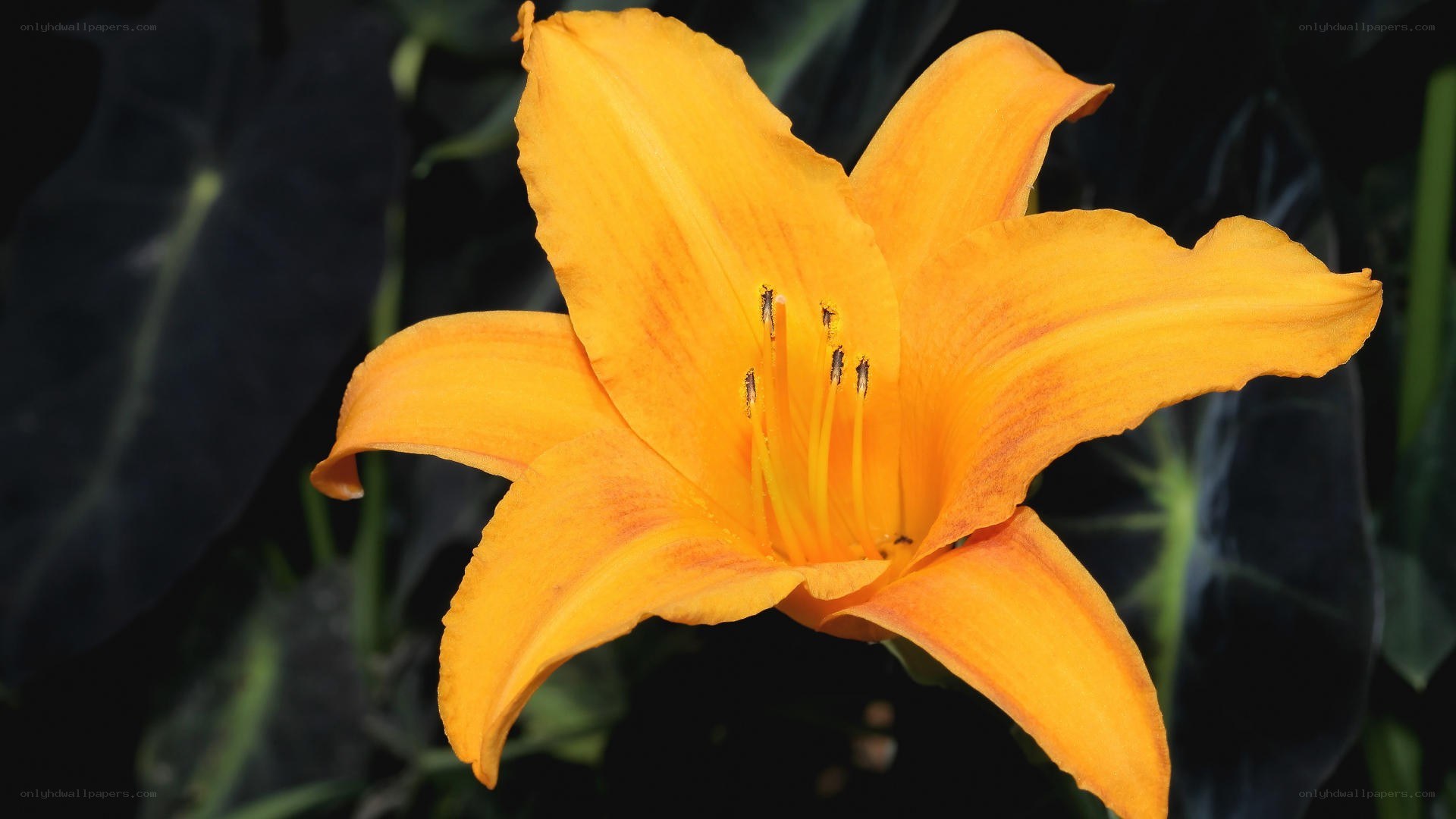 vibrant orange lily flower