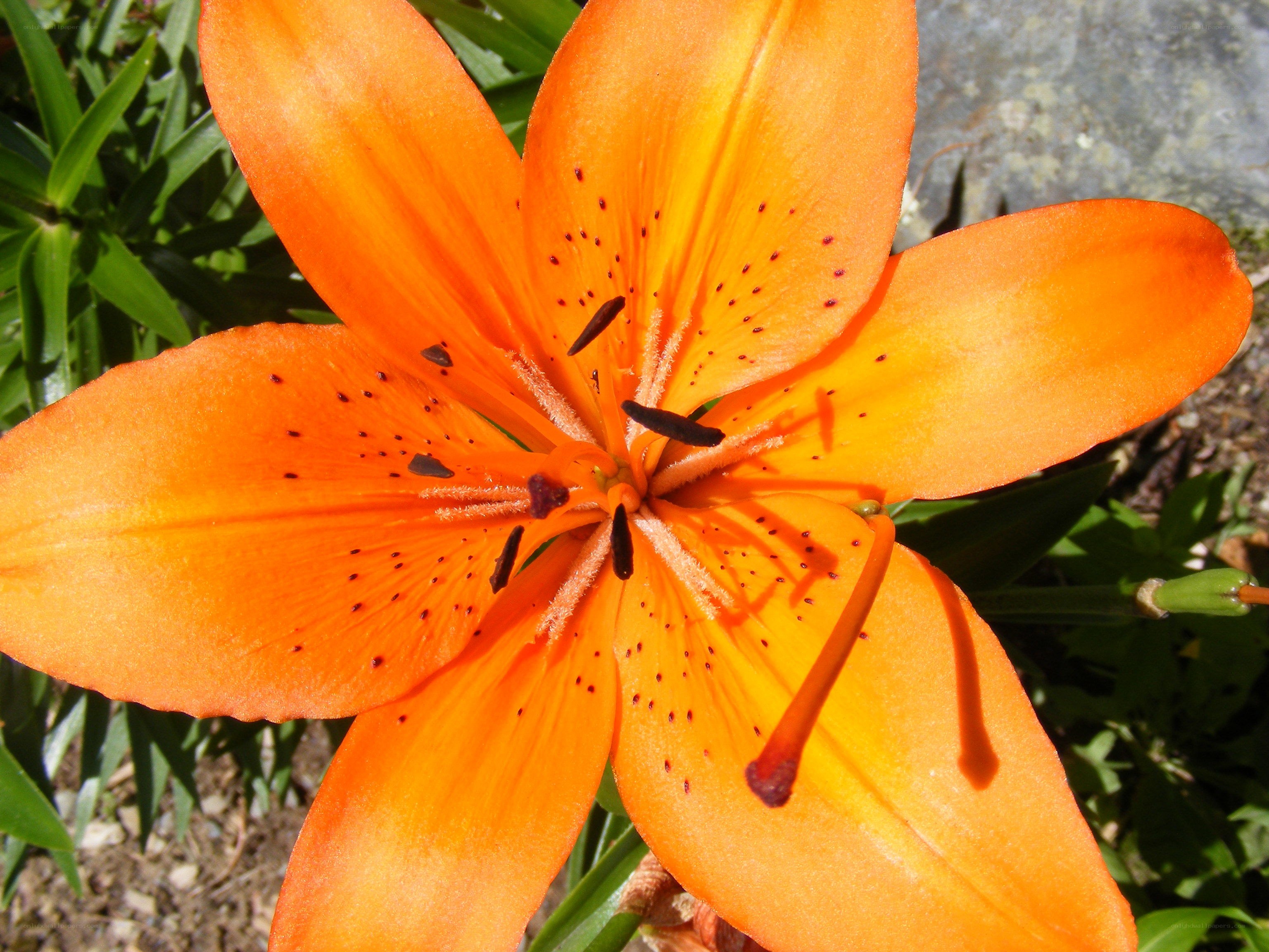 vibrant orange lily flower