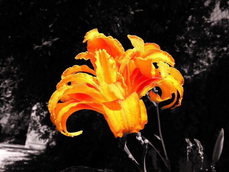 vibrant orange lily flower