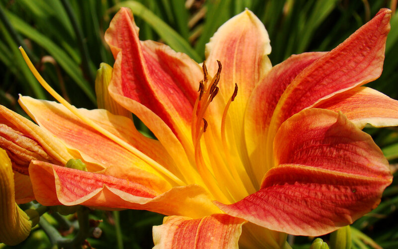 vibrant orange lily flower