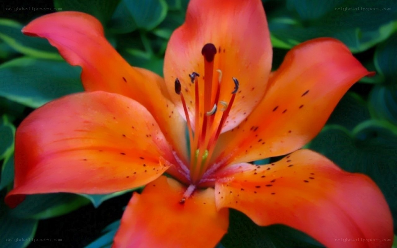 vibrant orange lily flower