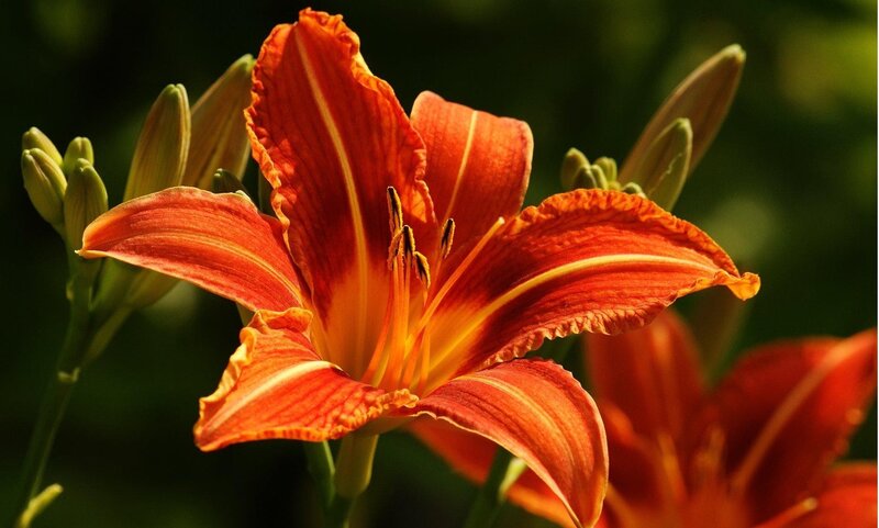 Vibrant orange lily in bloom