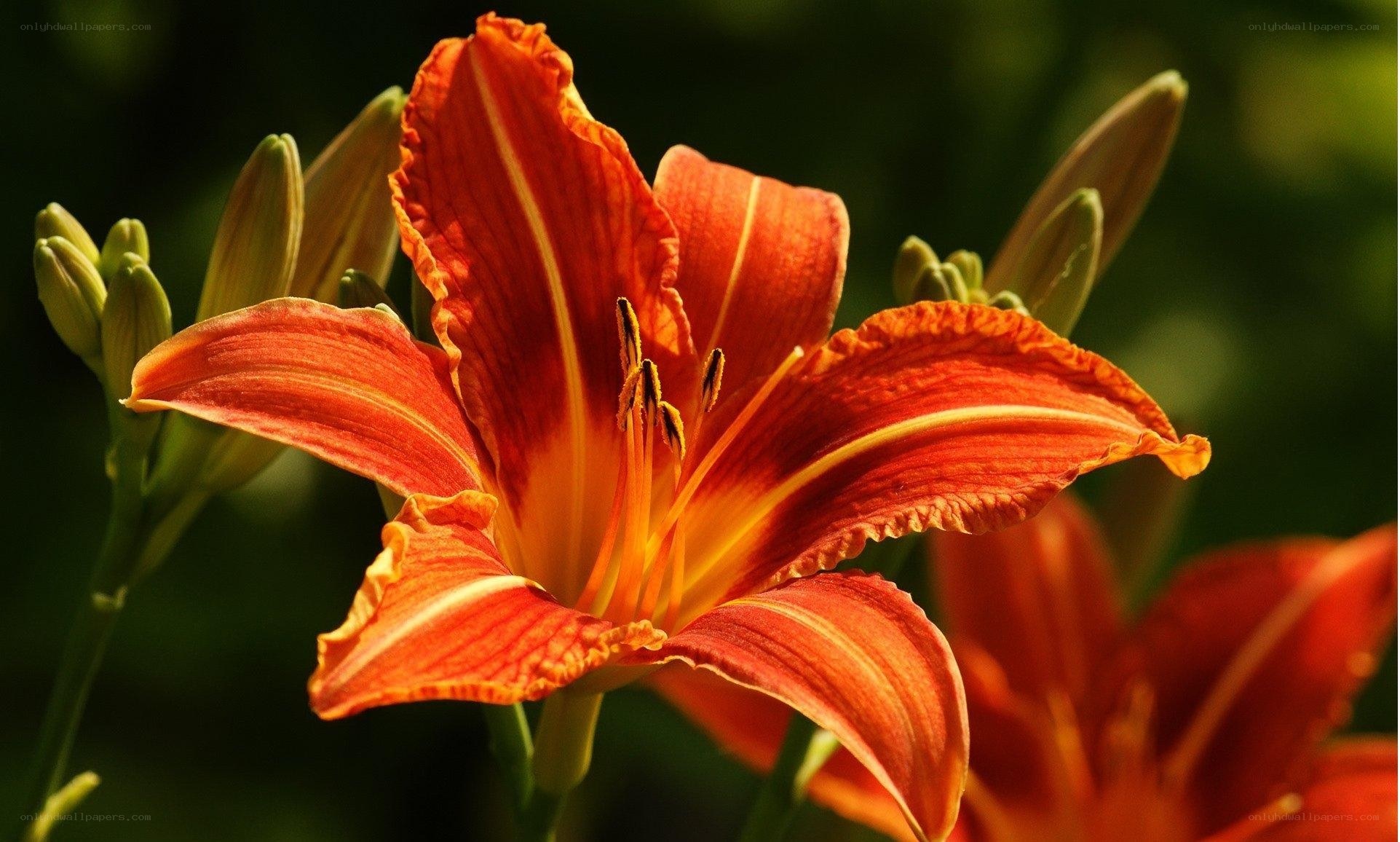 Vibrant orange lily in bloom