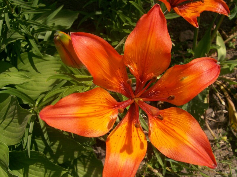 vibrant orange lily in bloom