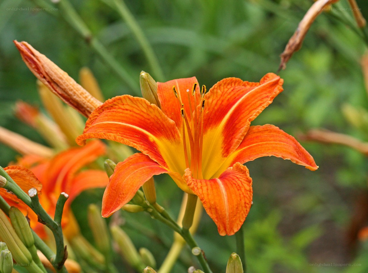 vibrant orange lily in bloom