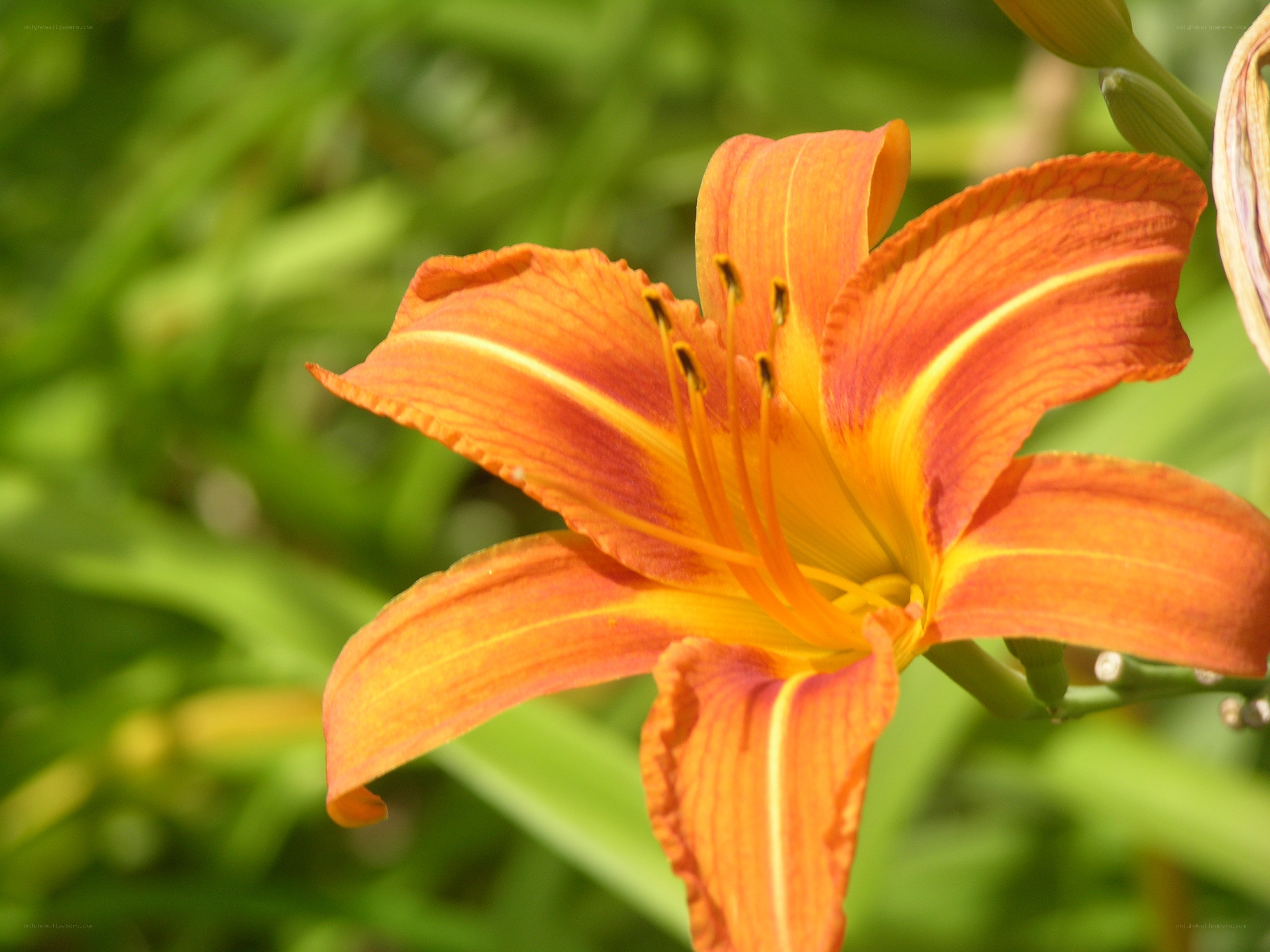 vibrant orange lily in bloom