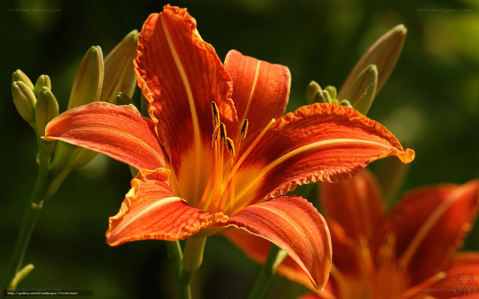 vibrant orange lily in bloom
