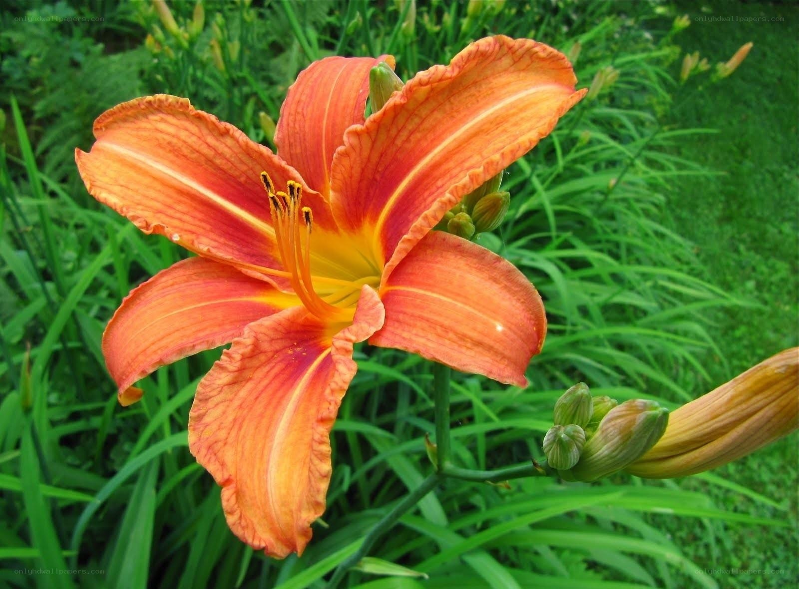 vibrant orange lily in garden