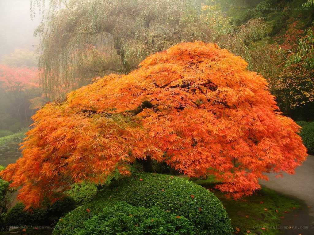 Vibrant orange maple tree