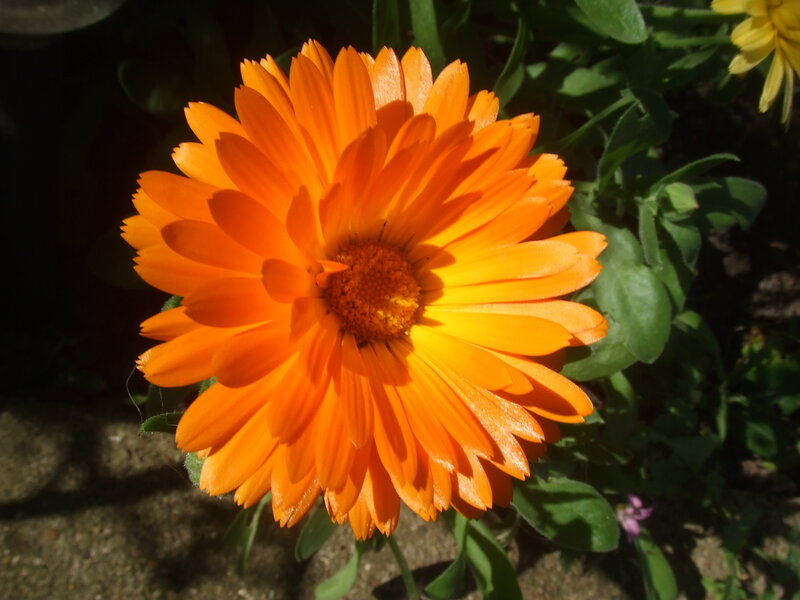 vibrant orange marigold flower
