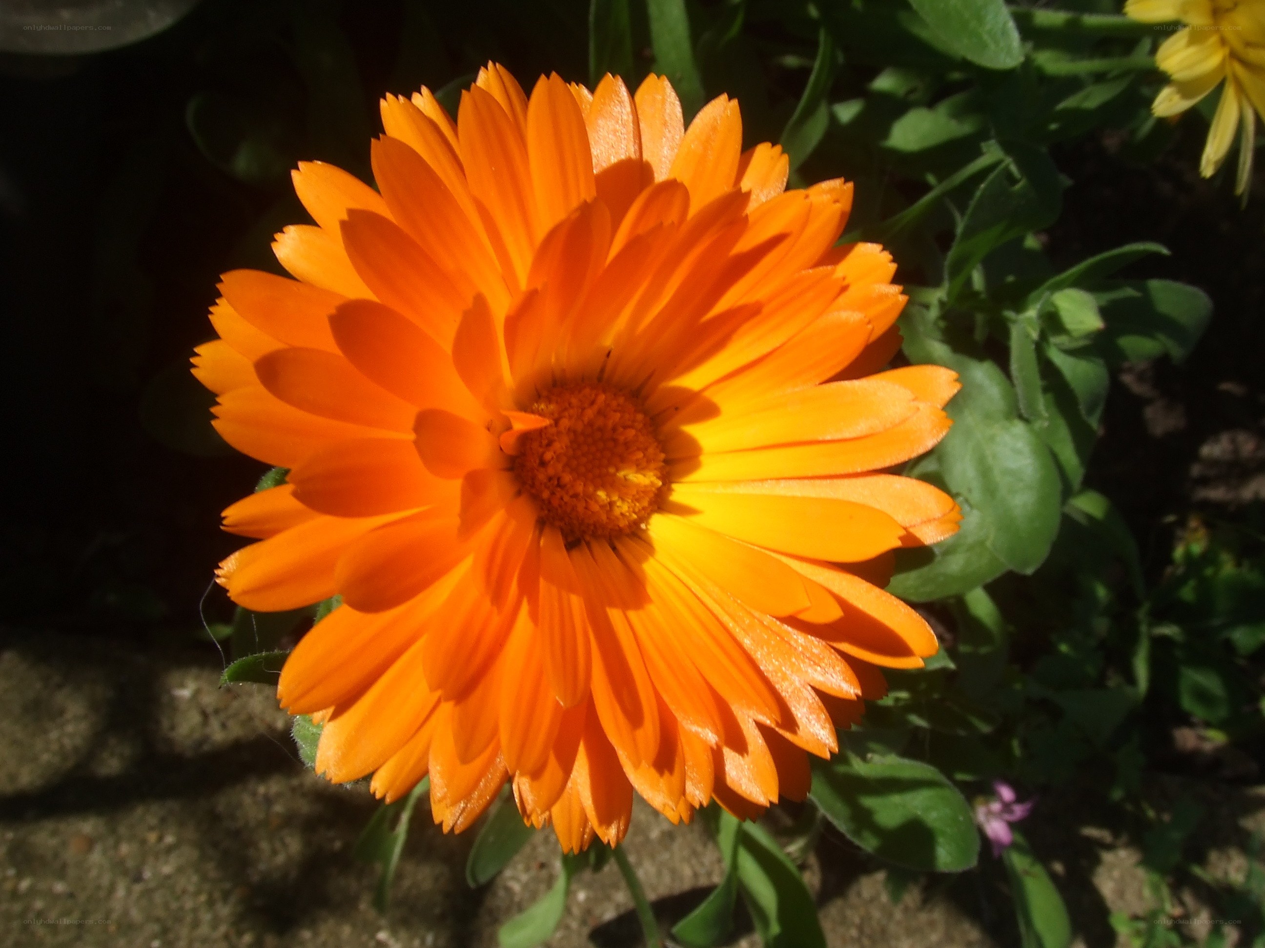 vibrant orange marigold flower