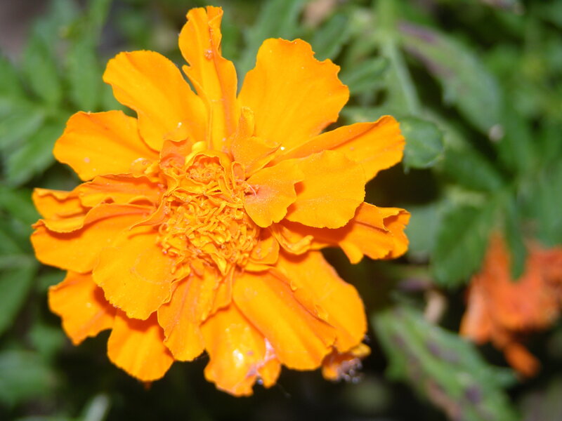 vibrant orange marigold flower