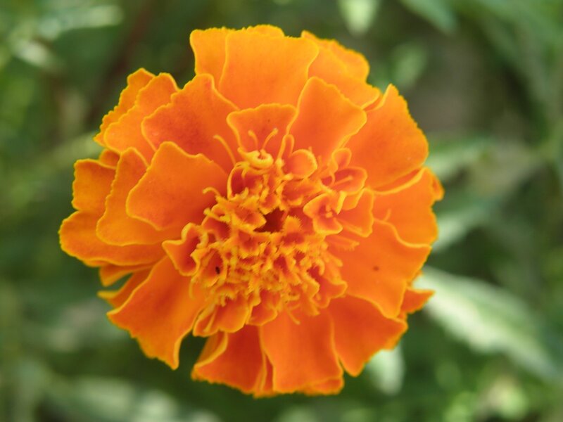 vibrant orange marigold flower