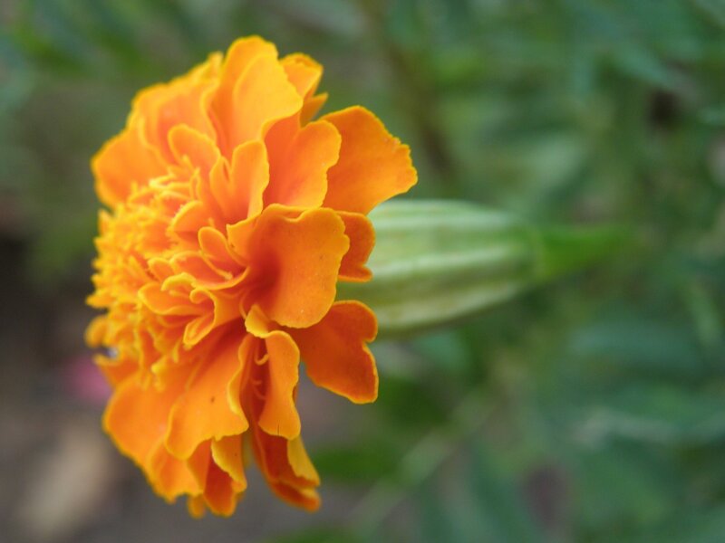 vibrant orange marigold flower