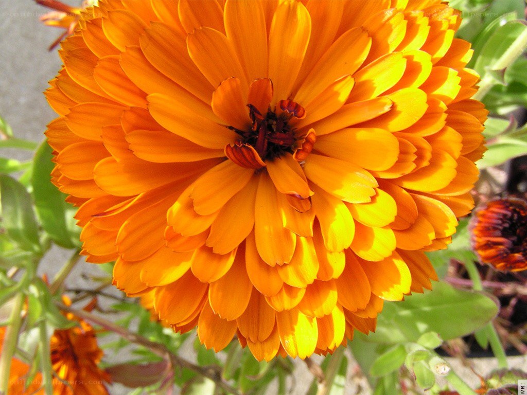 vibrant orange marigold flower