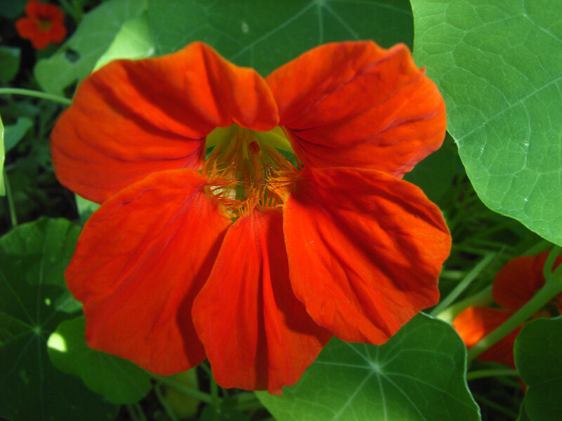 vibrant orange nasturtium flower