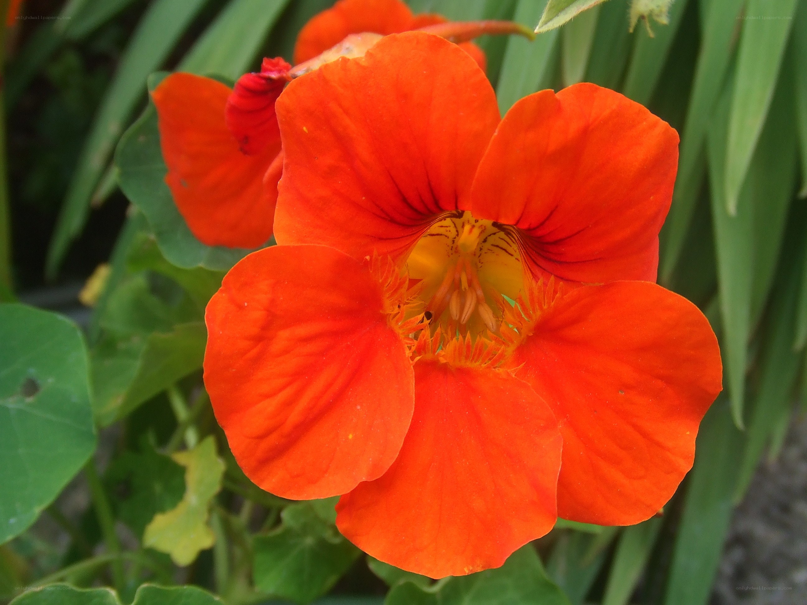vibrant orange nasturtium flower
