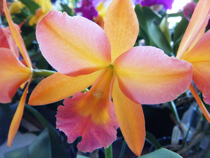 vibrant orange orchid bloom
