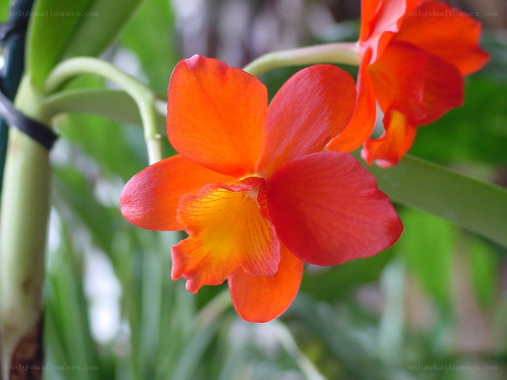 vibrant orange orchid flower