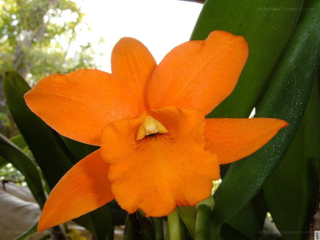 vibrant orange orchid flower