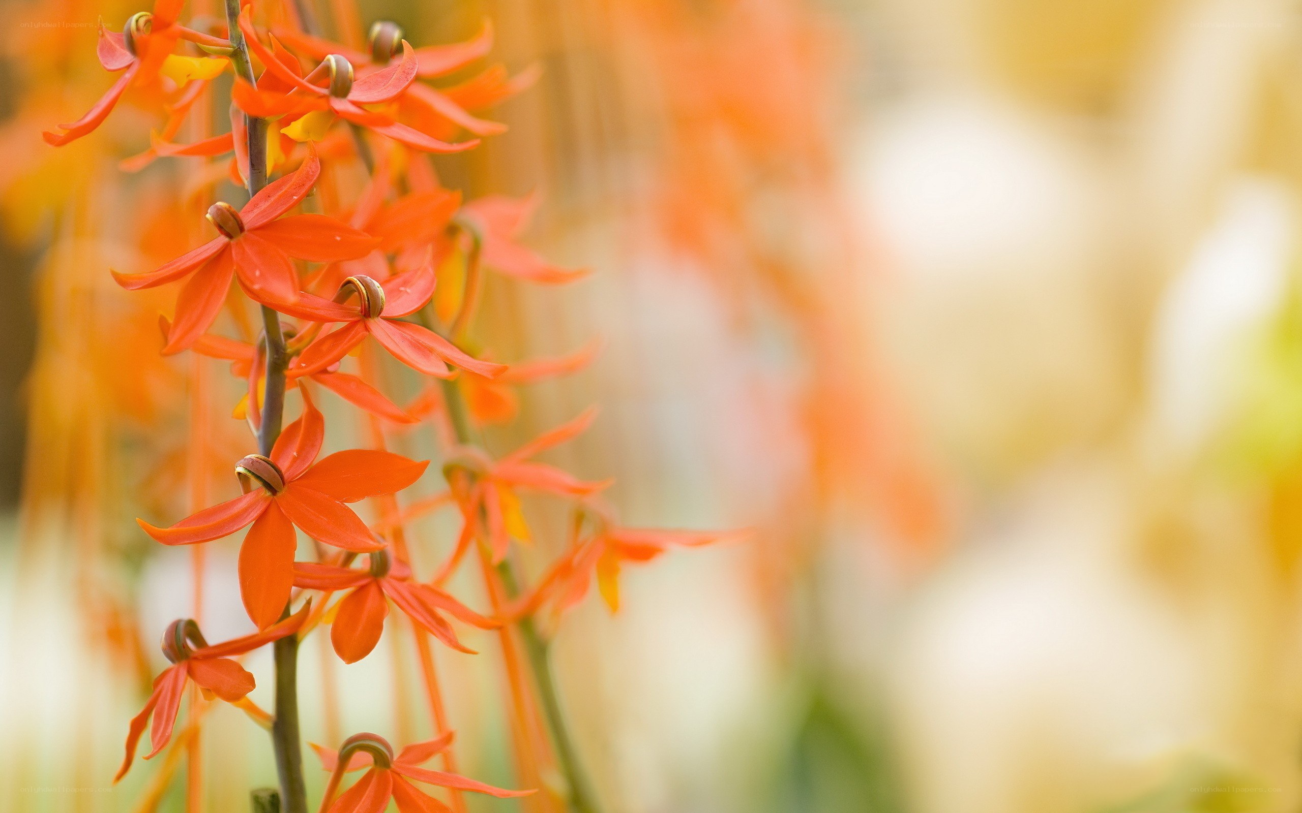 Vibrant orange orchid flowers