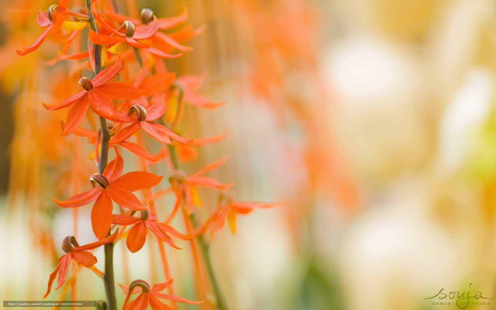 Vibrant orange orchid flowers