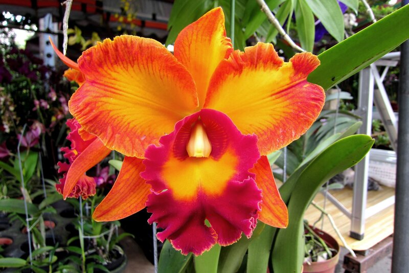 Vibrant Orange Orchid