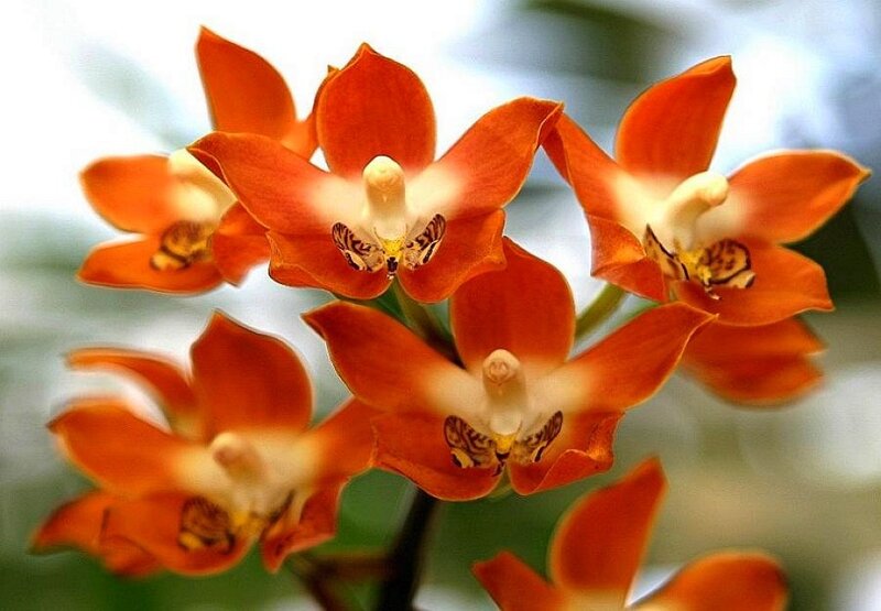 vibrant orange orchids in bloom
