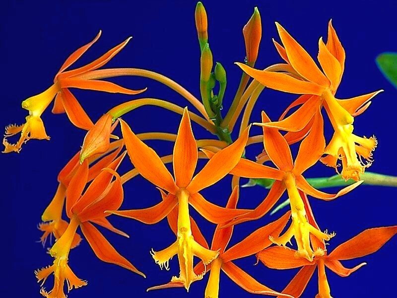 vibrant orange orchids