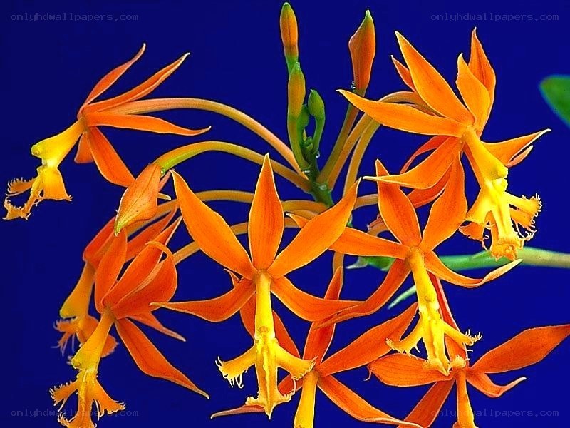 vibrant orange orchids