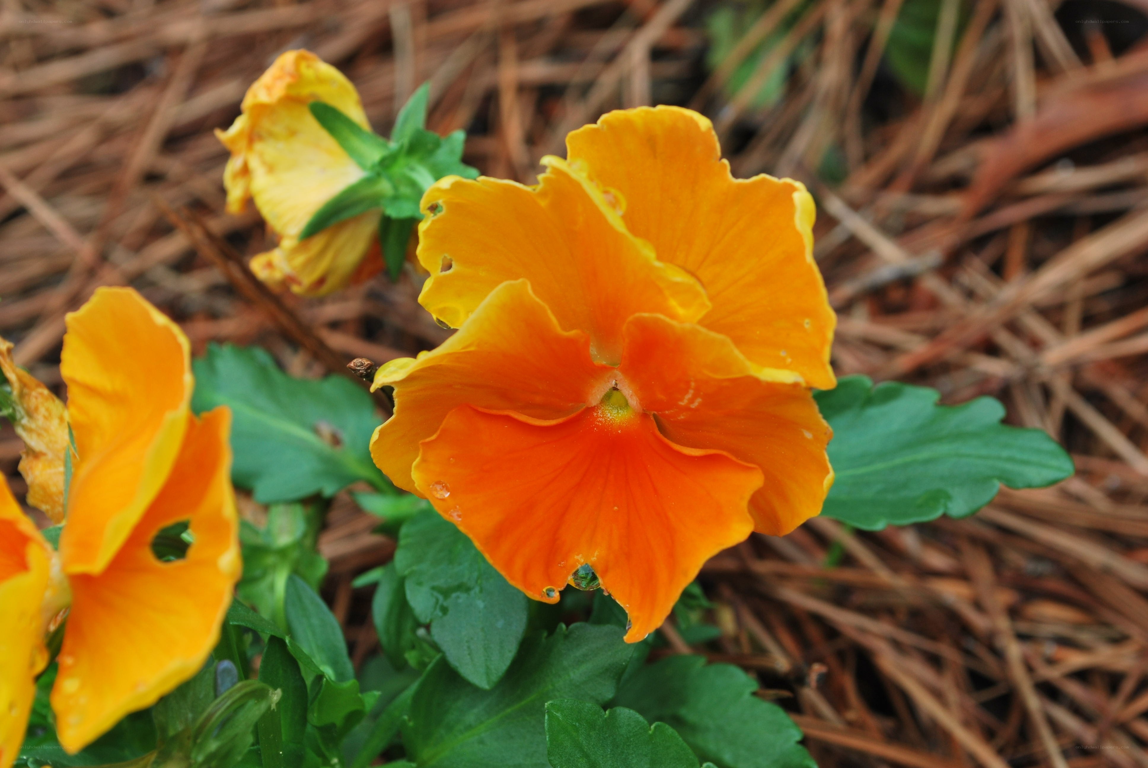 Vibrant orange pansies in pine needles