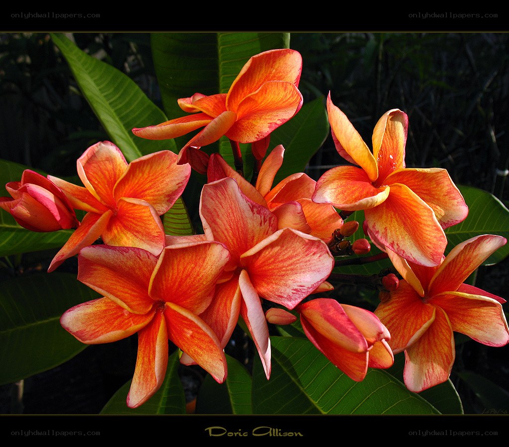 vibrant orange plumeria flowers