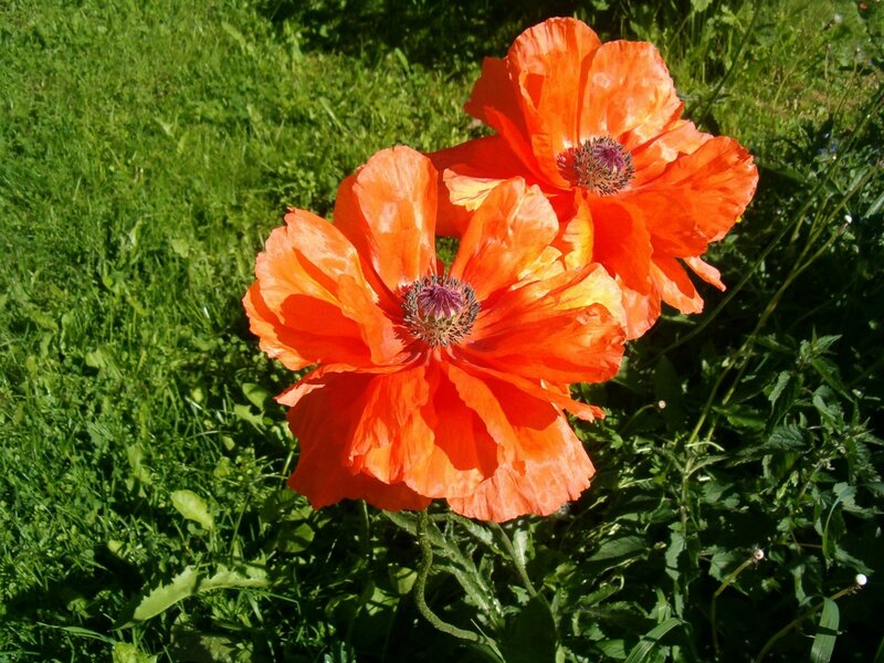 Vibrant orange poppies in a field