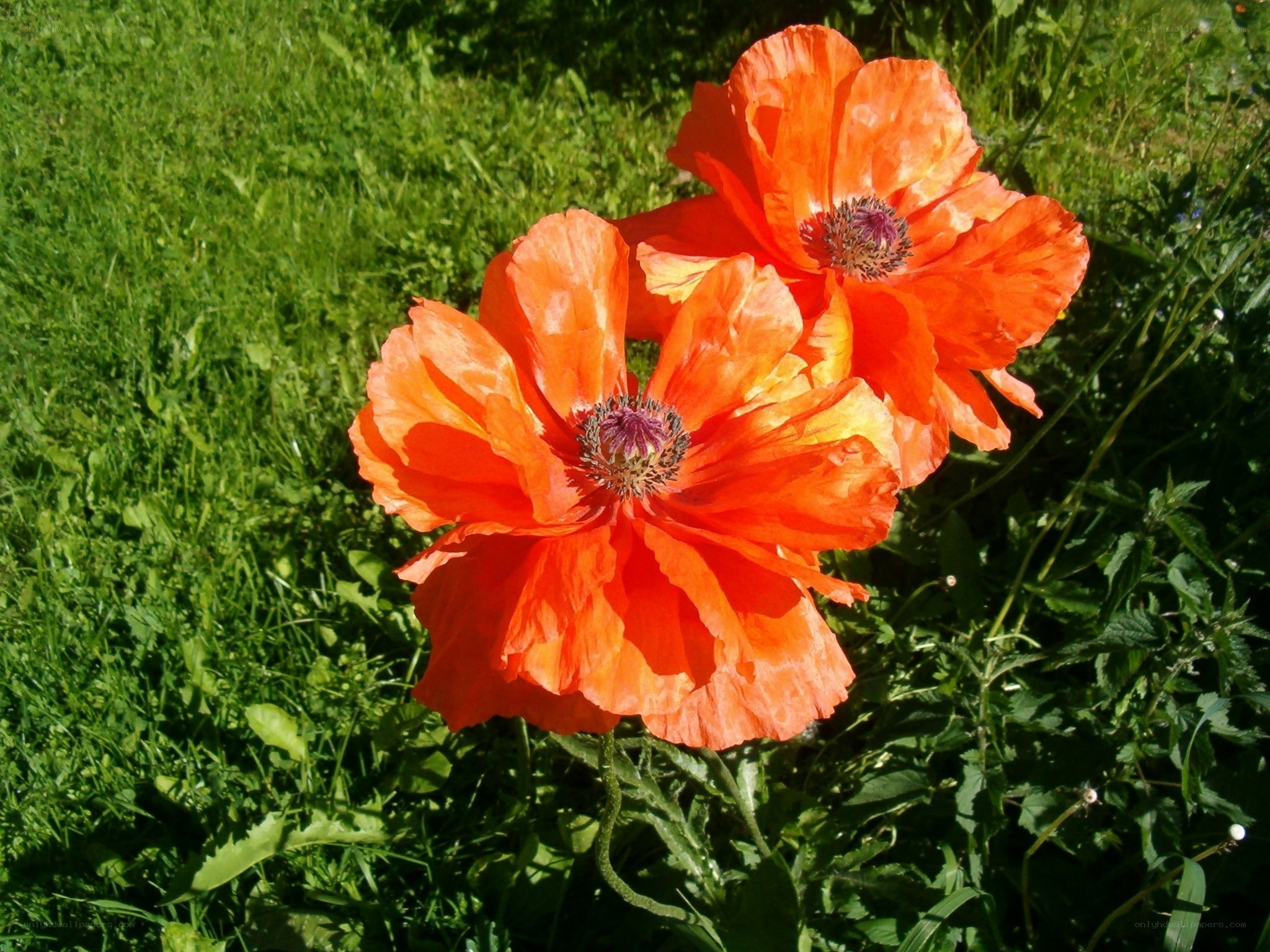 Vibrant orange poppies in a field