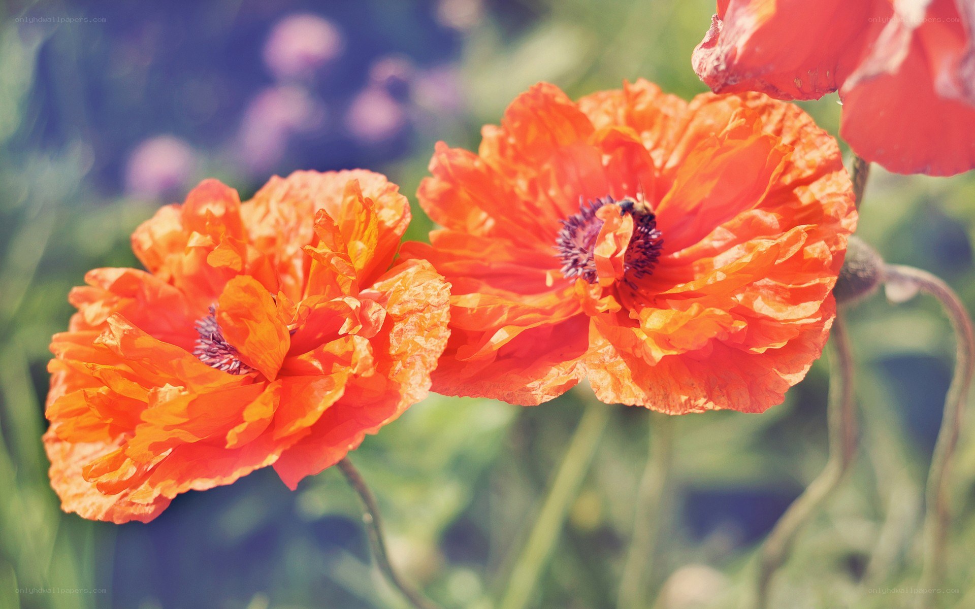 vibrant orange poppies in bloom